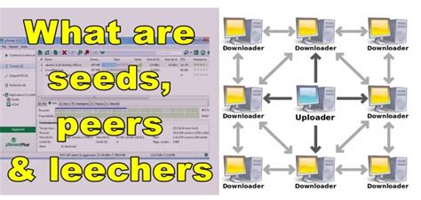 seeds peers leechers meaning.